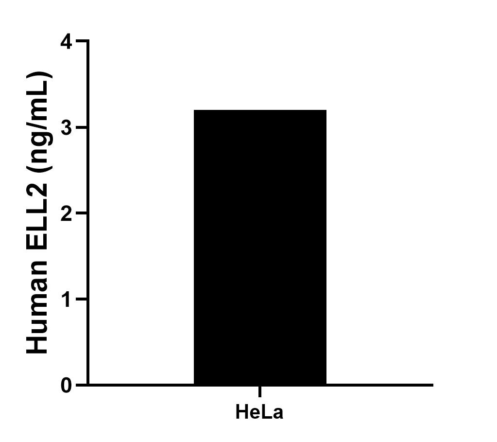 The mean ELL2 concentration was determined to be 3.2 ng/mL in HeLa cell extract based on a 2.8 mg/mL extract load.